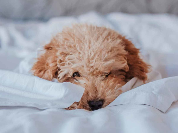 Shy dog in a bed spread