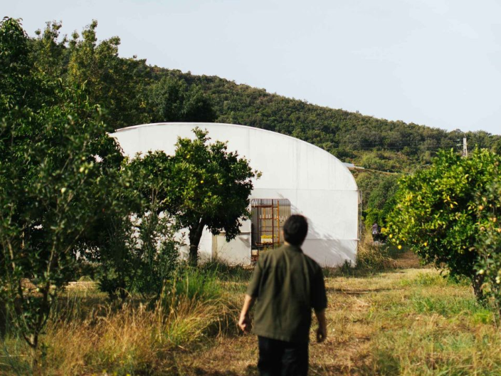 Walking towards barn