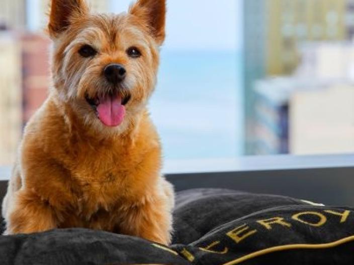 A smiling dog sits on a viceroy pillow near a window at an urban hotel