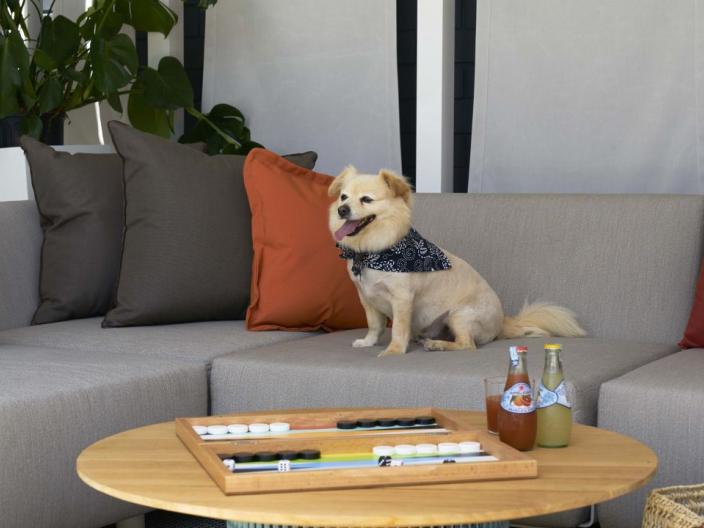 A small dog seated on a couch in a poolside cabana, with backgammon and drinks on an adjacent table