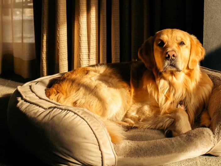 A golden retriever in a dog bed