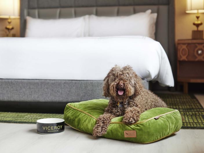 A happy dog lying on a dog bed in a Viceroy Washington DC hotel room
