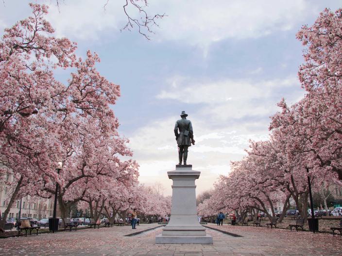 Cherry blossoms surrounding a cement path with a statue int the middle of it in Washington DC