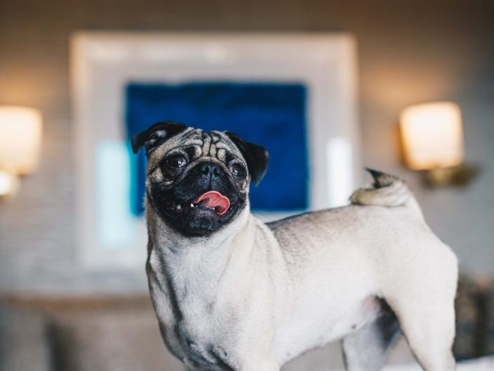 A pug standing on a bed at Hotel Zena