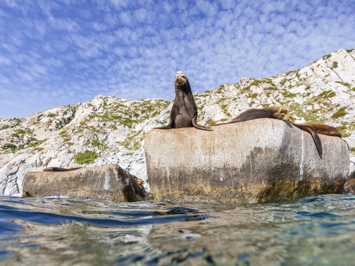 seal on a rock