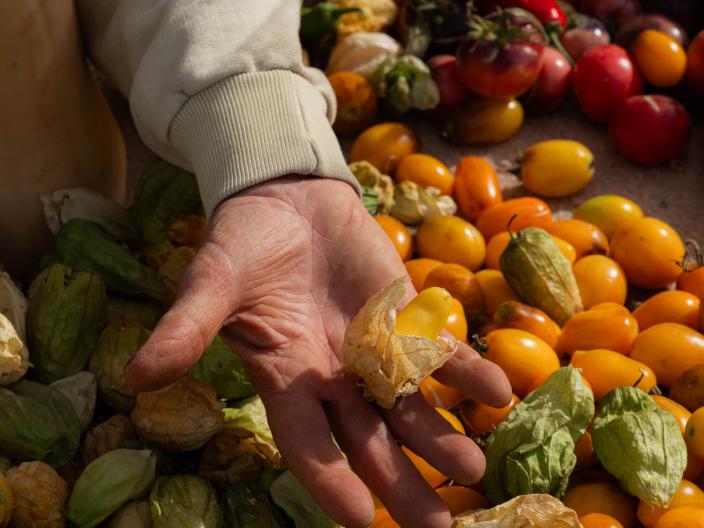 Uma mão segura um tomate-de-terra amarelo descascado sobre uma pilha de tomatillos frescos, tomates-cereja amarelos e vários outros produtos hortícolas pequenos e coloridos.