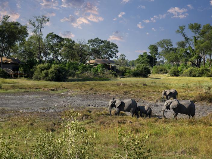 elephants 