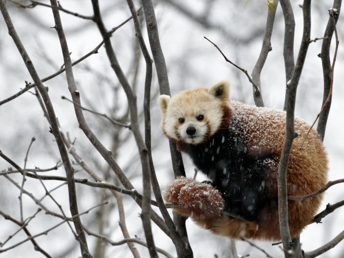 Un panda roux est perché dans un arbre par une journée enneigée au Parc zoologique national du Smithsonian, à Washington