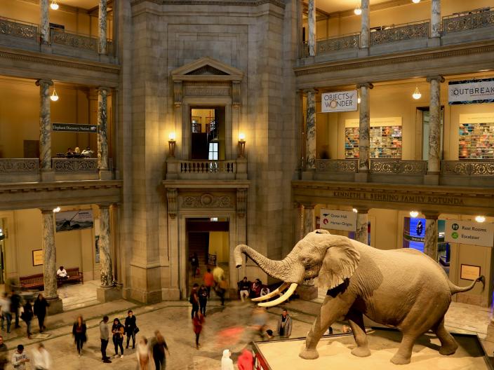 Un grand éléphant empaillé dans le hall du musée Smithsonian à Washington
