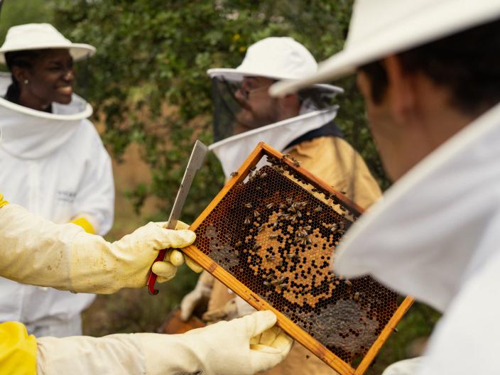 Beekeepers in protective suits inspect a honeycomb frame outdoors.