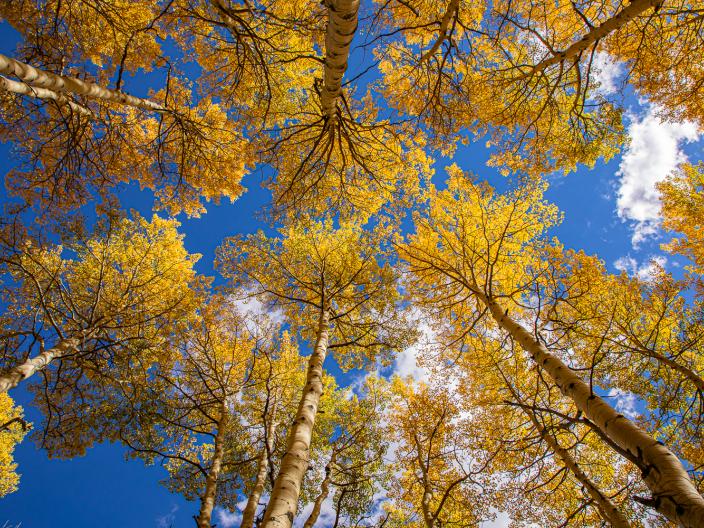 Viceroy Snowmass Jesenje jasike
