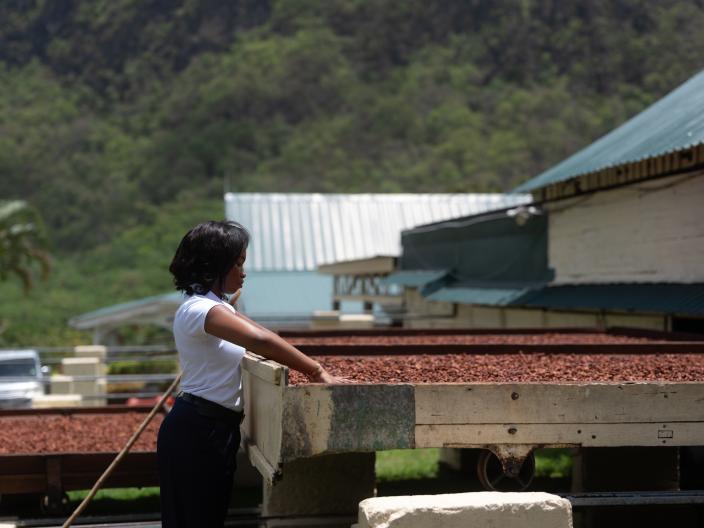 Uma mulher estende a mão por cima de uma grande mesa de secagem cheia de pequenos pedaços castanho-avermelhados numa unidade de processamento ao ar livre, com colinas arborizadas ao fundo.