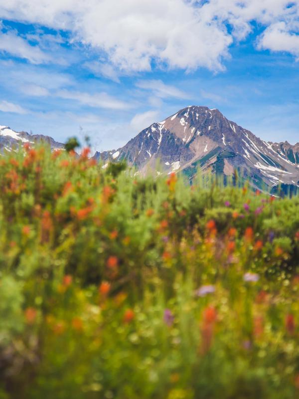 grass and flowers in foreground with mountains and blue sky in background