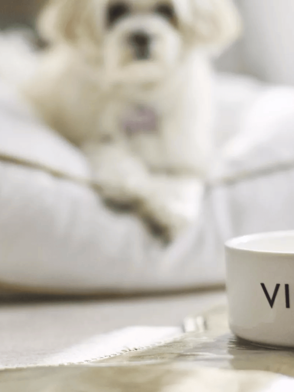 A dog sitting on a pillow looking at a dog food bowl with viceroy written on it at Viceroy Kopaonik Serbia