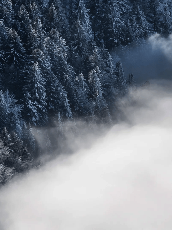 A snow cloud in front of trees in Kopaonik Serbia