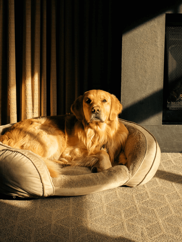 A golden retriever laying on a bed at Viceroy Snowmass