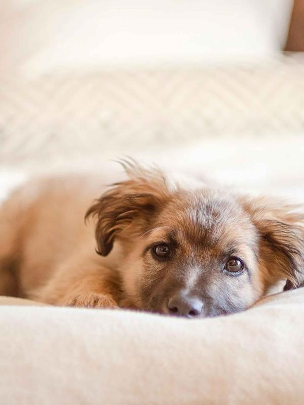 A puppy dog lying on a bed at Viceroy Kopaonik Serbia