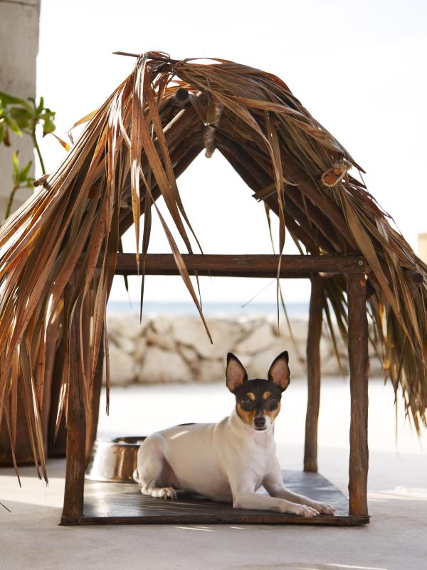 Un chien sous une petite cabane de plage à Viceroy Riviera Maya