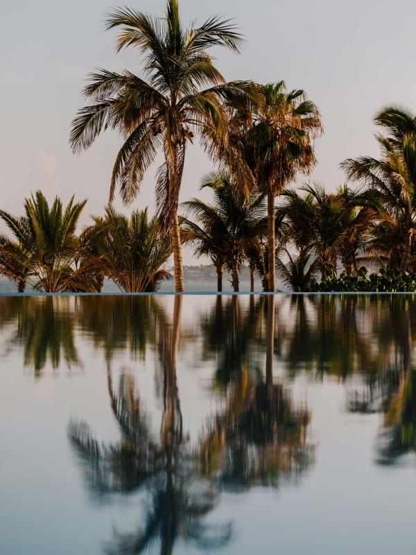 Palm trees reflecting in the water