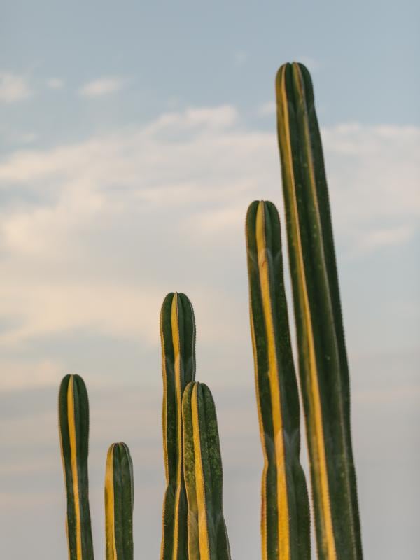 cactus