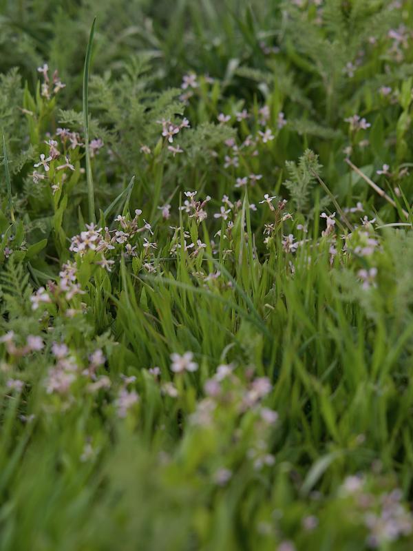 Una imagen de césped verde con flores