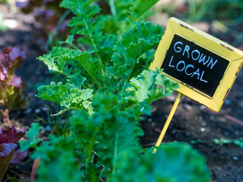 close-up of green leafs growing garden