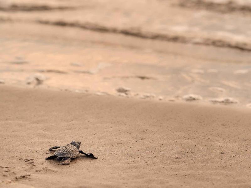 A turtle crawling toward the ocean
