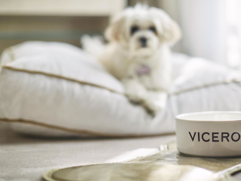A small dog on a dog bed in front of a Viceroy branded water bowl.