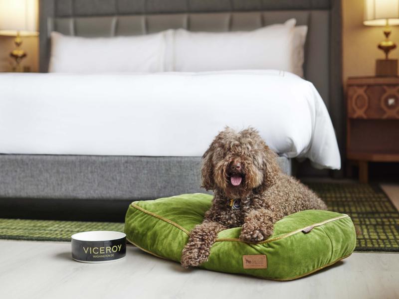A happy dog lying on a dog bed in a Viceroy Washington DC hotel room