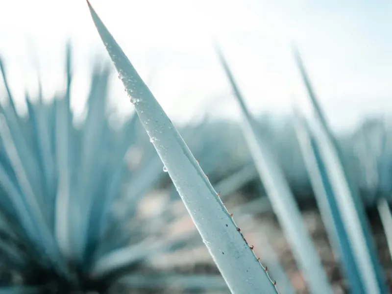 An agave plant 